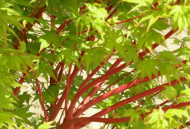 AcerPalmatumSangoKakuRedBranchesGreenLeaves.jpg.638x0_q80_crop-smart.jpg
