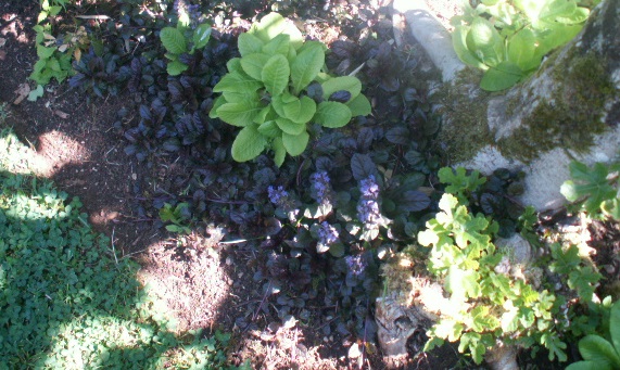 ajuga.JPG