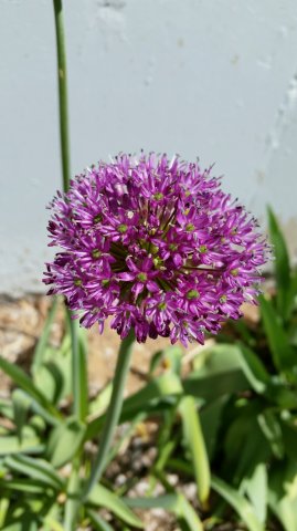 alium.jpg