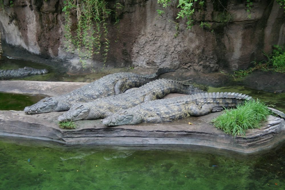 alligators.jpg