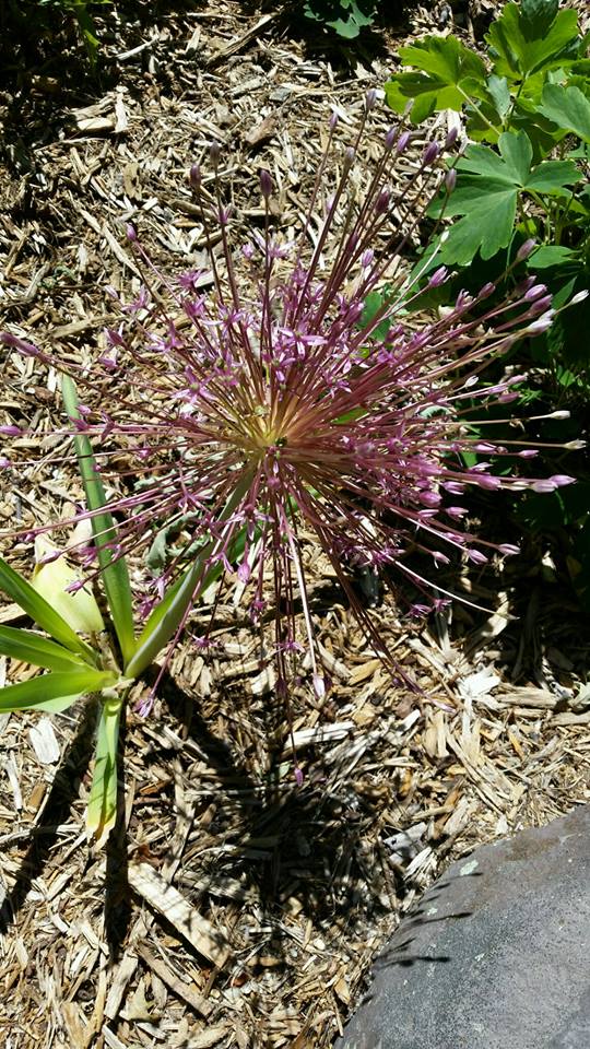 allium.jpg