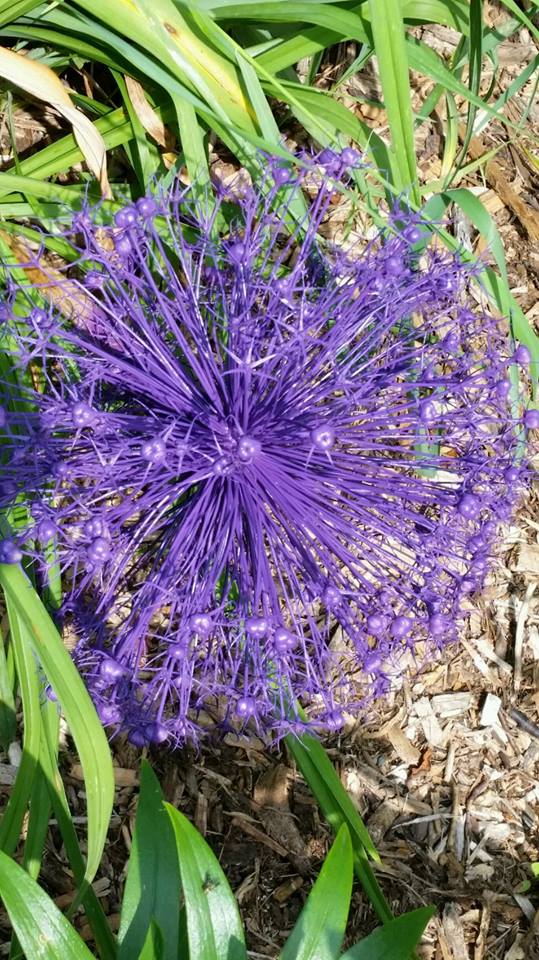 allium1.jpg