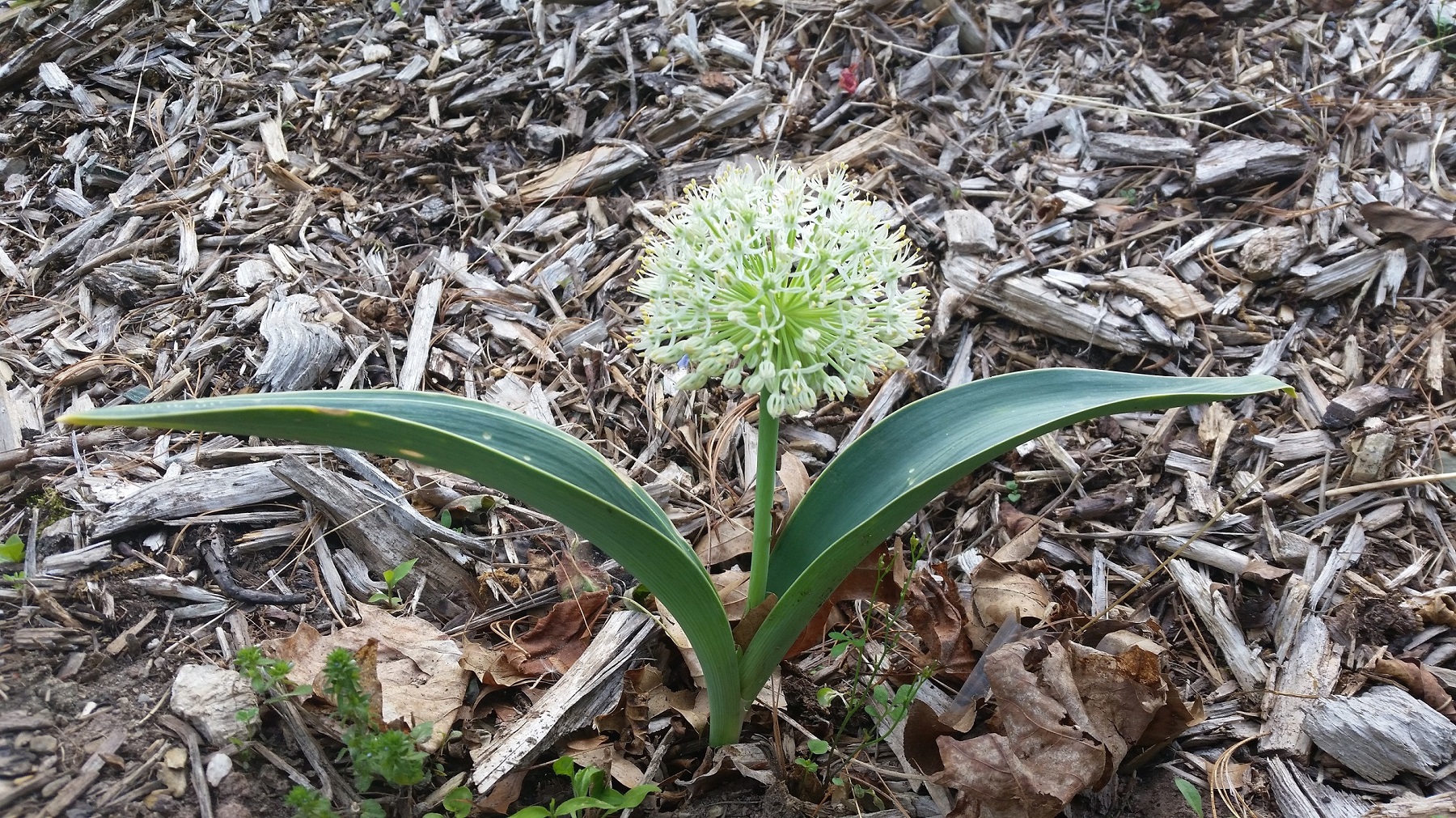 allium444.jpg