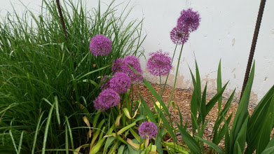 allium5.jpg