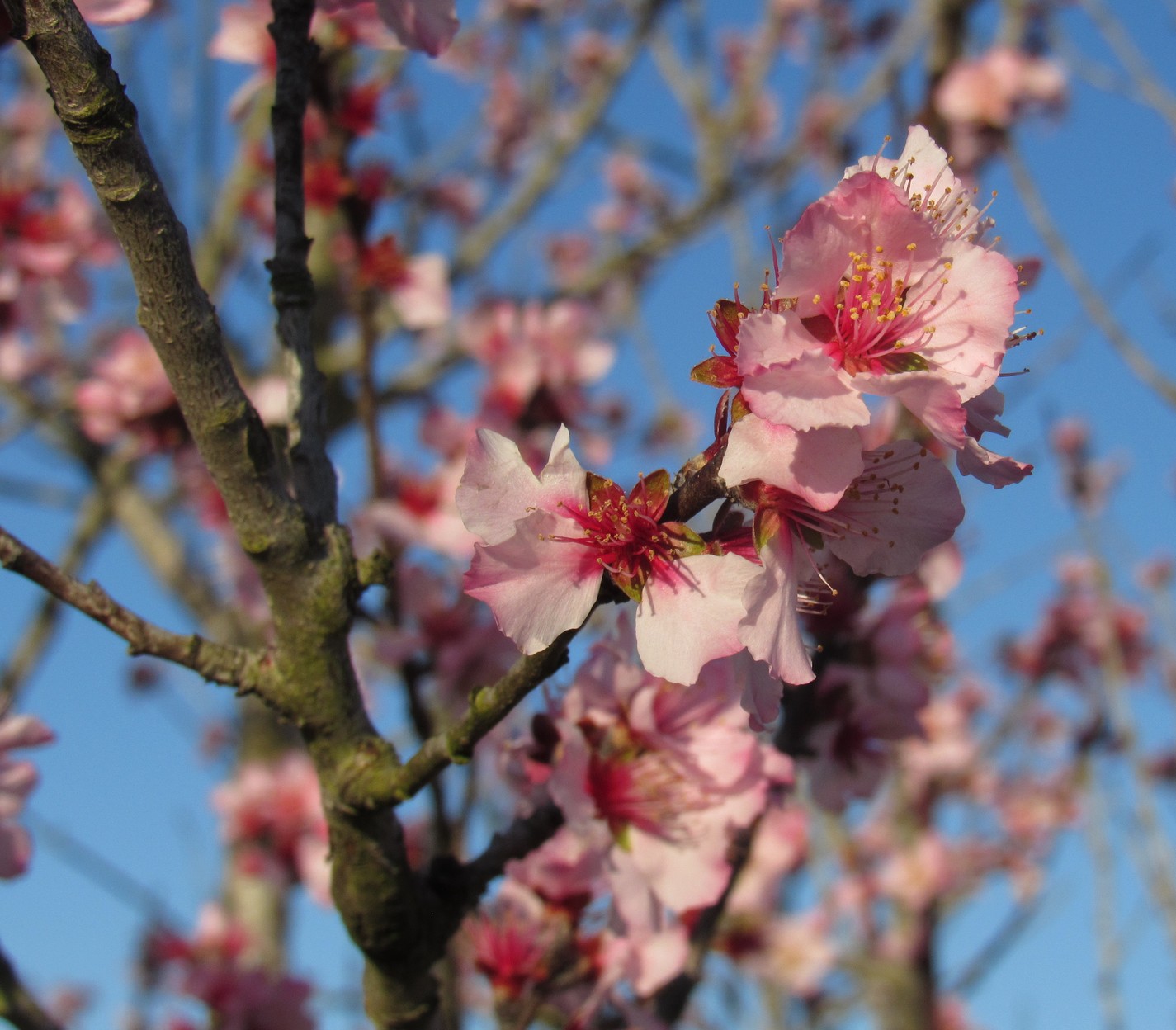 almond blossom.jpg