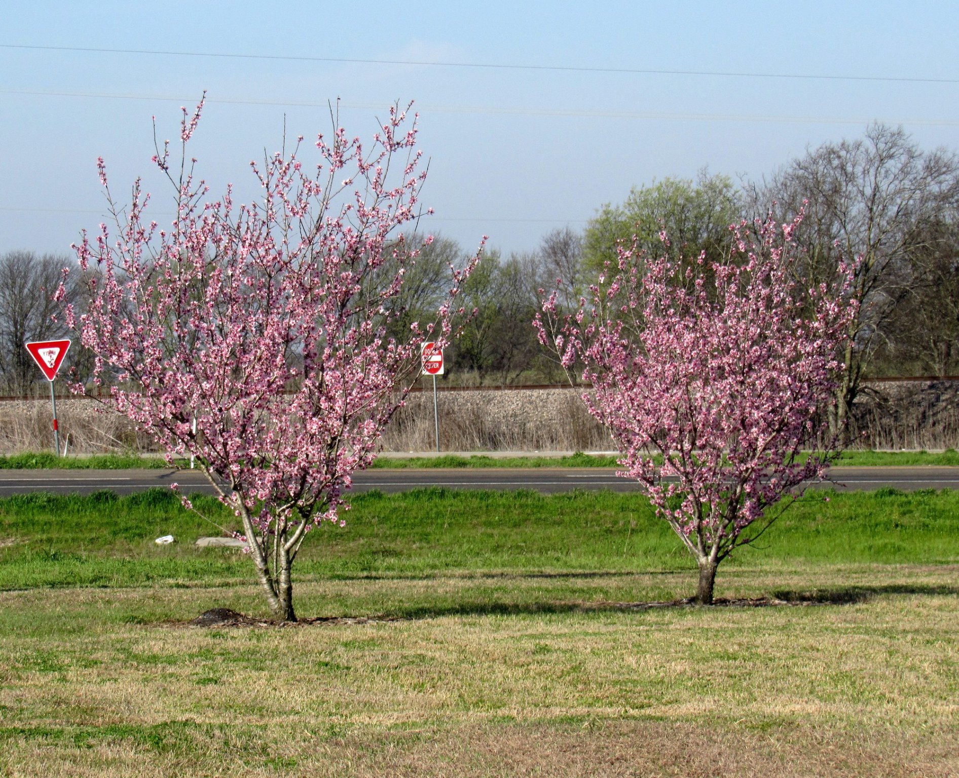 Almond Trees.jpg