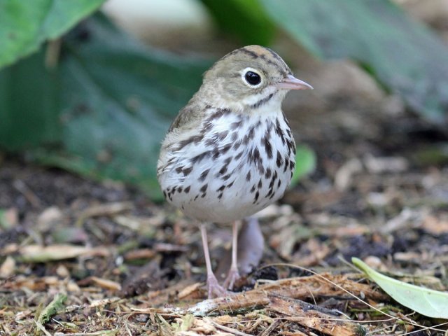 alovelyovenbird.jpg