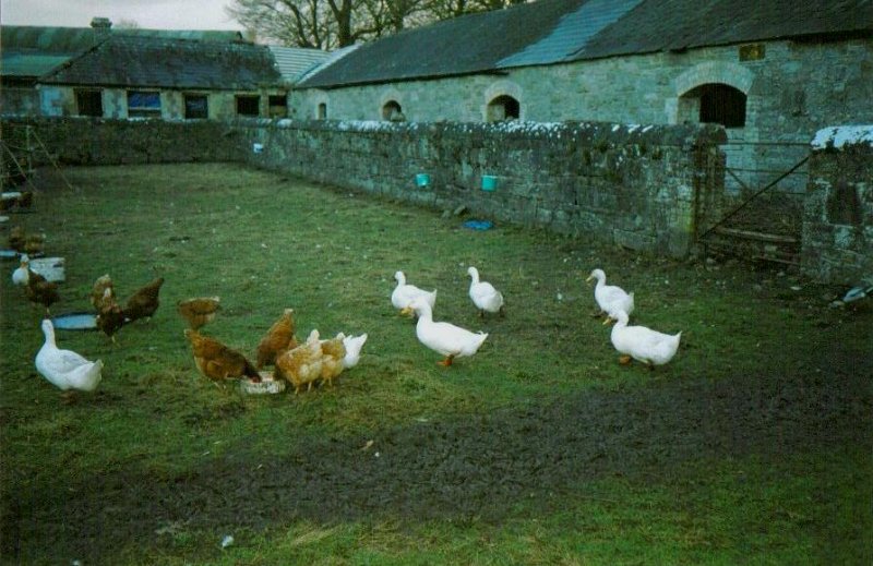 alsbury ducks.jpg