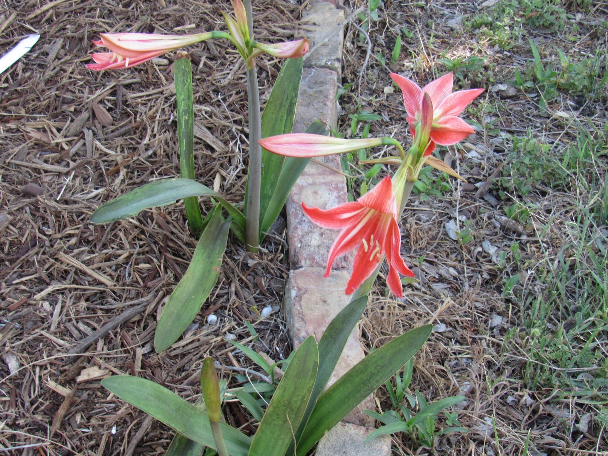 amaryllis.jpg