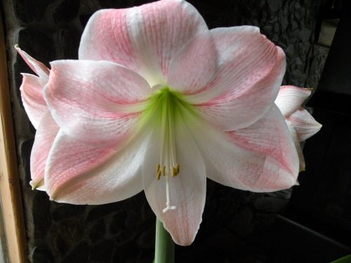 Amaryllis.JPG