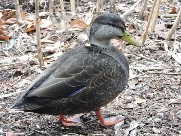 American Black duck.jpg