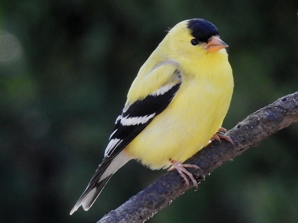 American Goldfinch.jpg