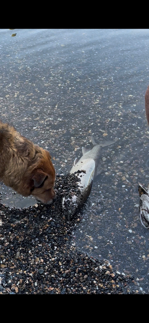 Angus burying his fish.png