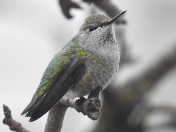 Anna's Hummingbird.jpg
