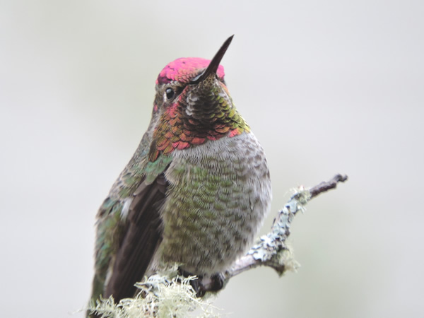 anna's hummingbird.jpg