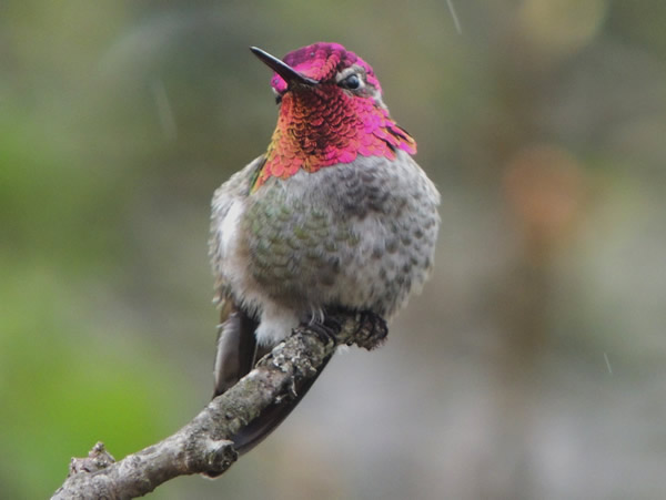 Anna's hummingbird male (5).JPG
