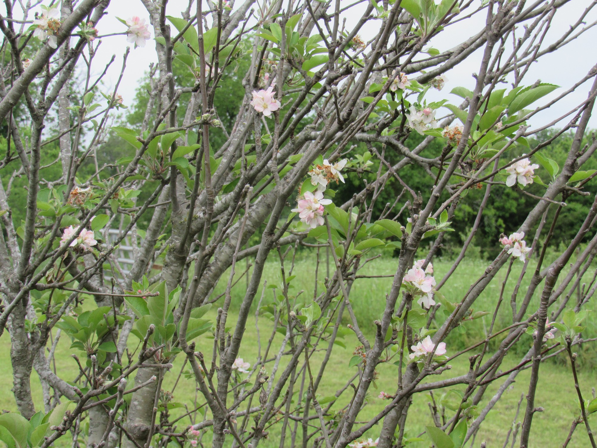 Apple blossoms.jpg