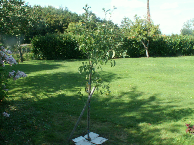 apple tree 8th of 8th.JPG