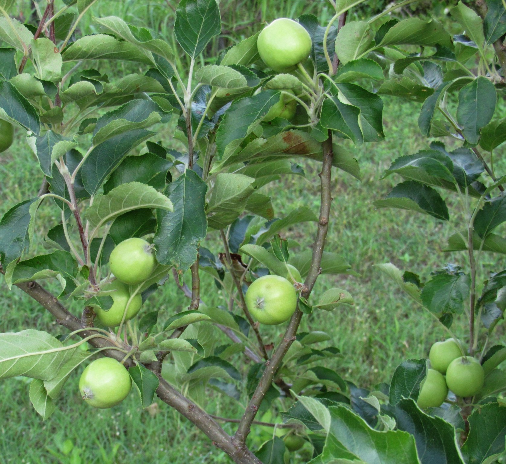 Apple Tree b.jpg
