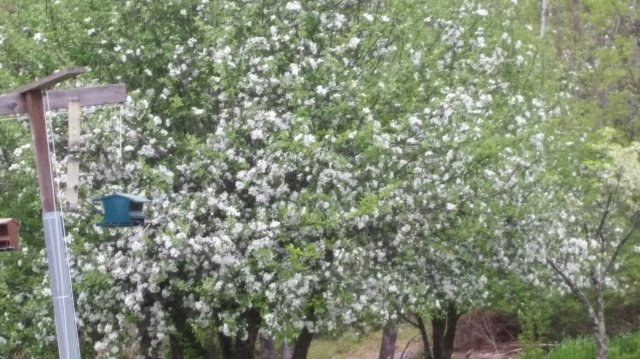 apple tree.jpg