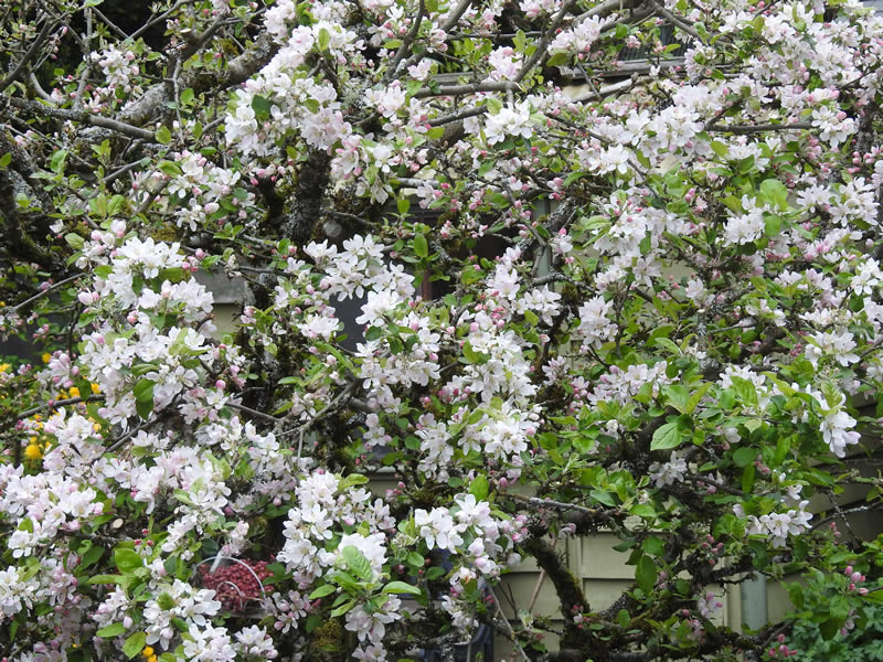 Apple tree.jpg