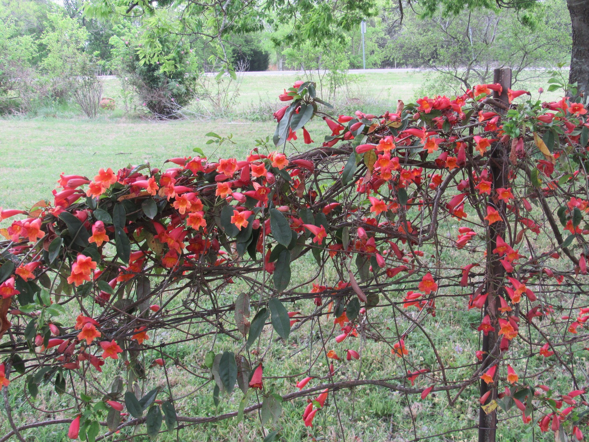 April crossvine.jpg