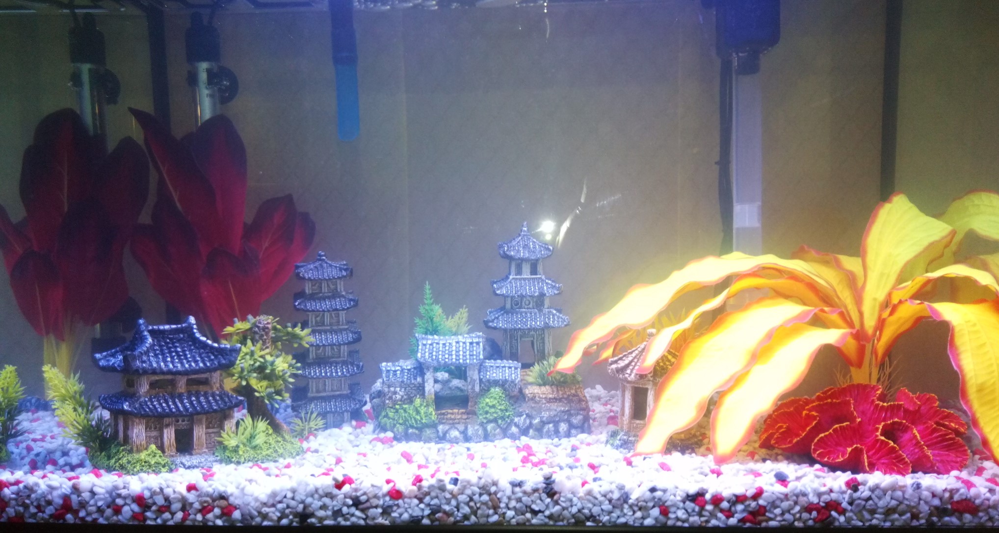 Aquarium 1.jpg