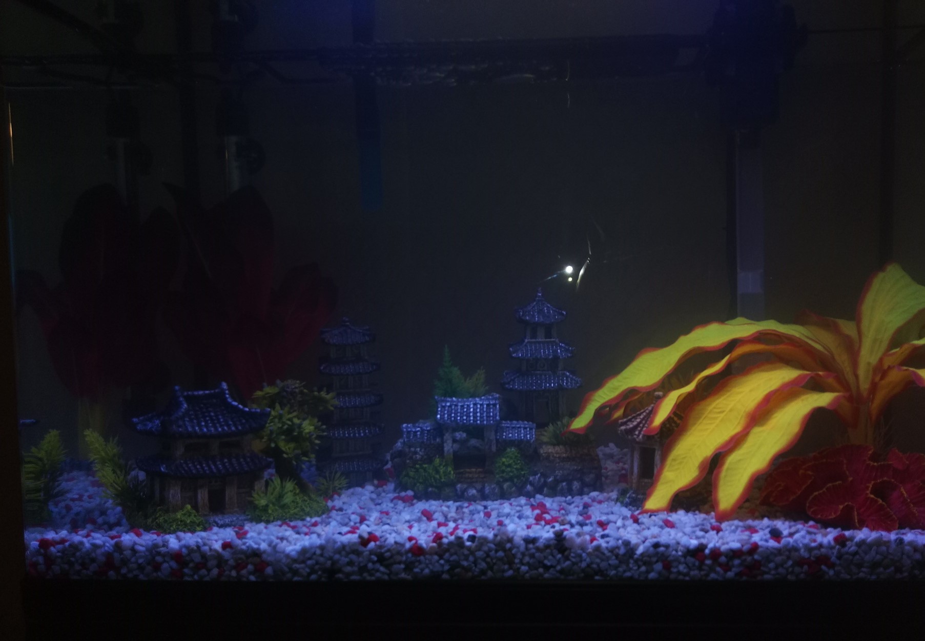 Aquarium 2.jpg
