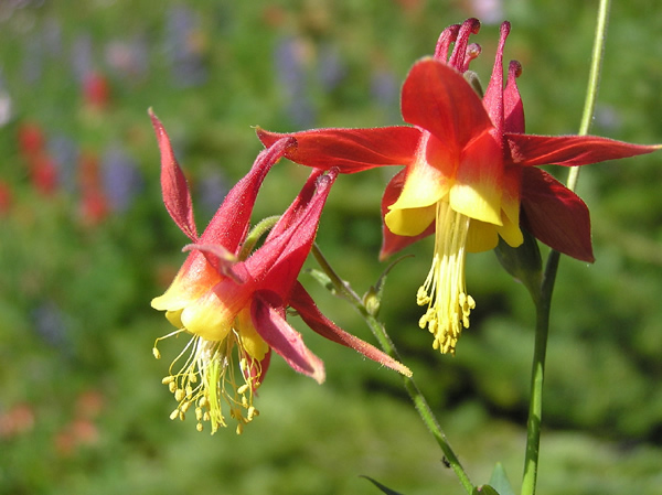 Aquilegia formosa, Columbine.jpg