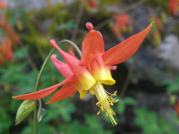 Aquilegia formosa, Columbine1.jpg