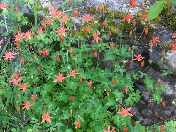 Aquilegia formosa, Columbine2.jpg
