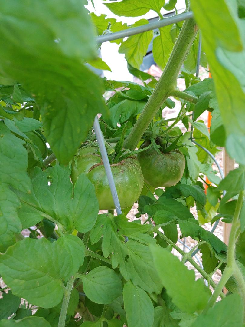 ARGG Tomato.jpg
