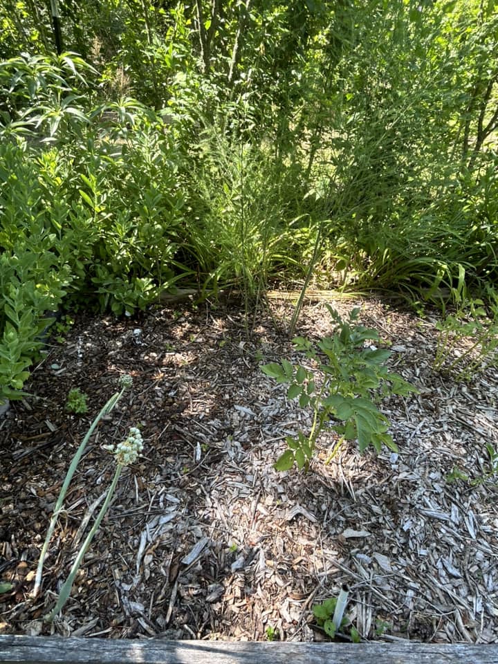 asparagus 1.jpg