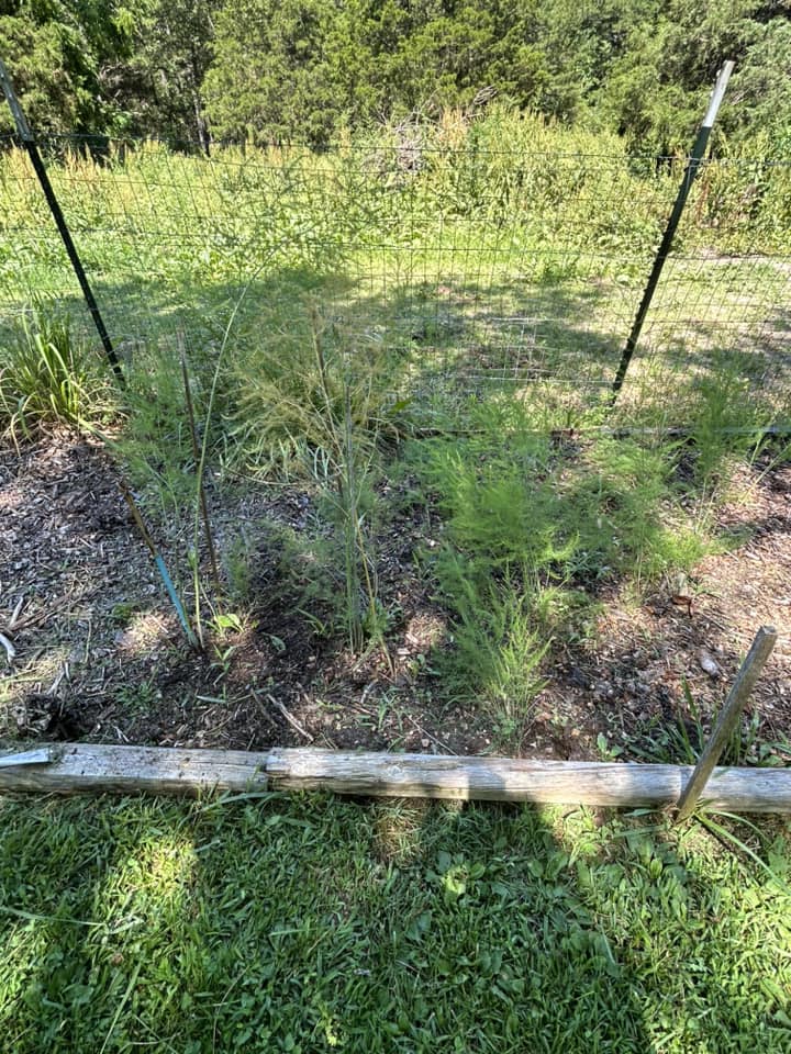asparagus 2.jpg