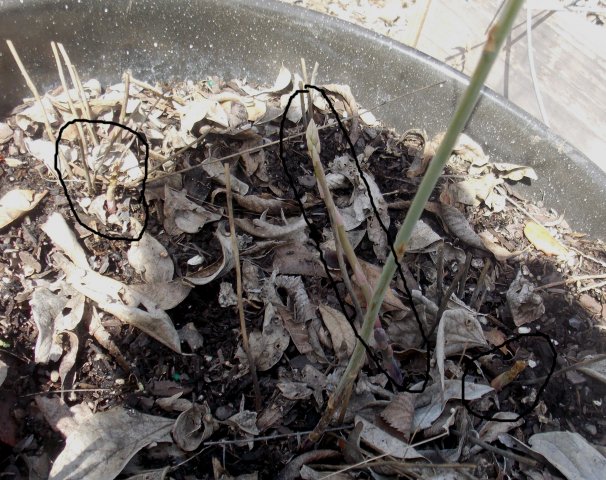 Asparagus.JPG