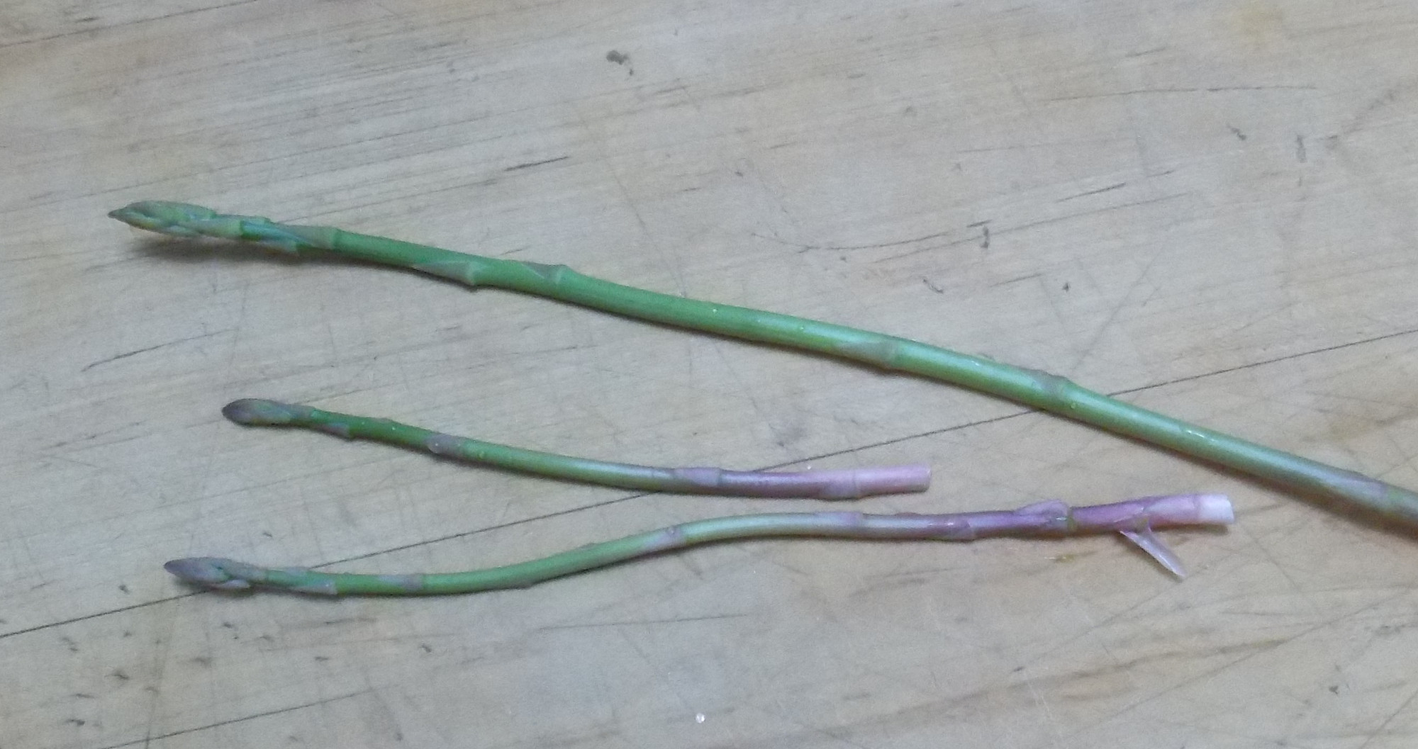 Asparagus1.JPG
