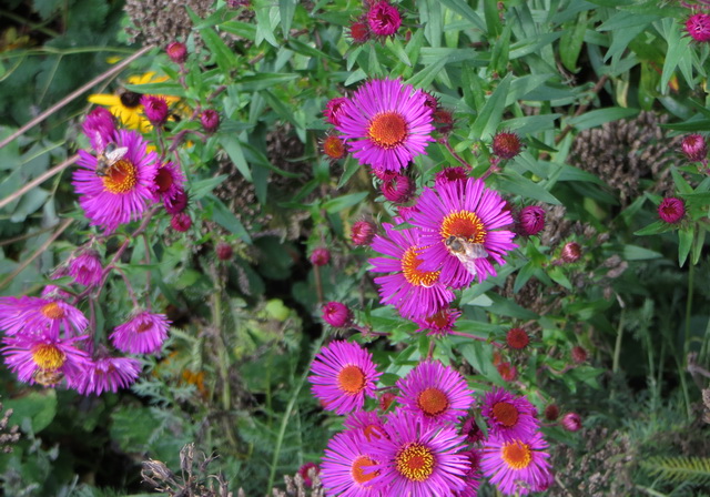 aster.jpg