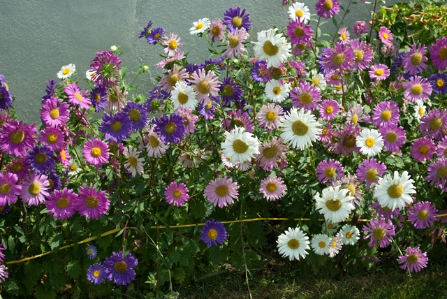 Asters.jpg