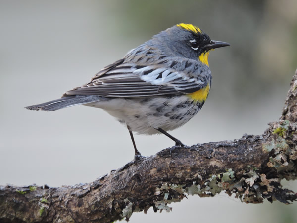 Audubon.jpg