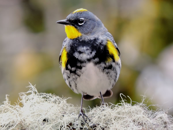audubon.jpg