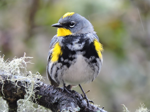 Audubon.jpg