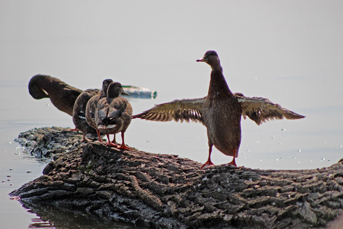 August 12, 2018 103 (2) copy.jpg