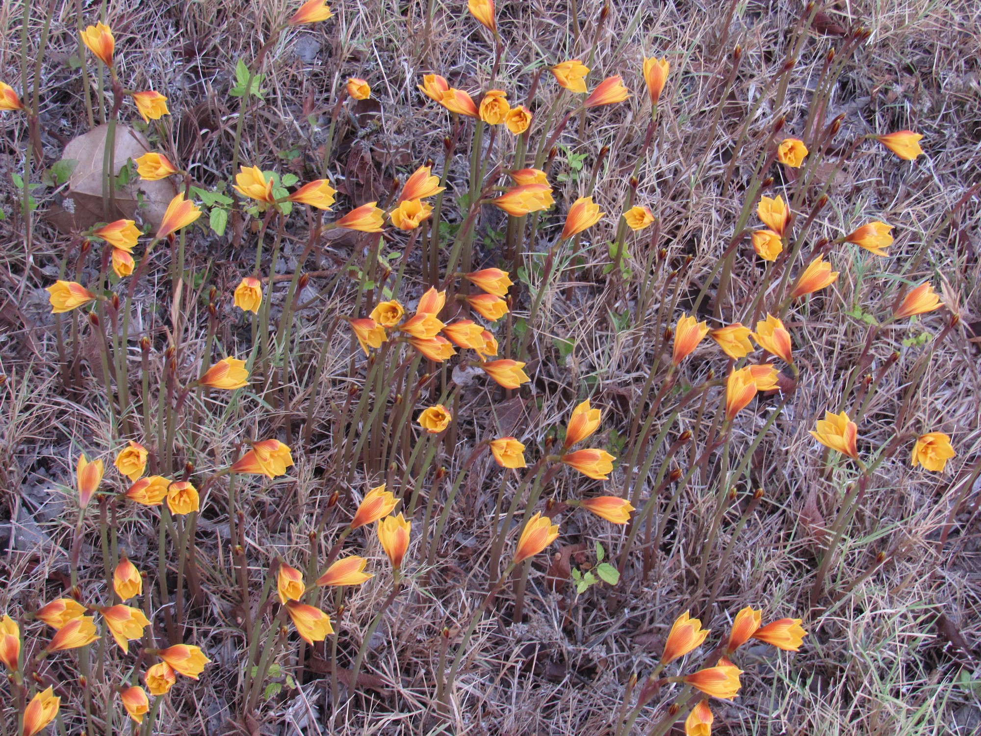 August rain lilies.jpg