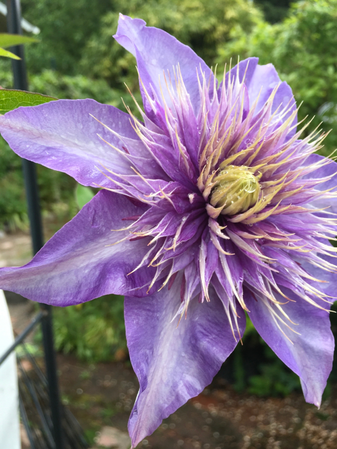 B329DA19-5E01-483B-85E5-80261BEE7C99.jpeg