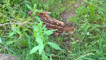 baby bambi in field.jpg