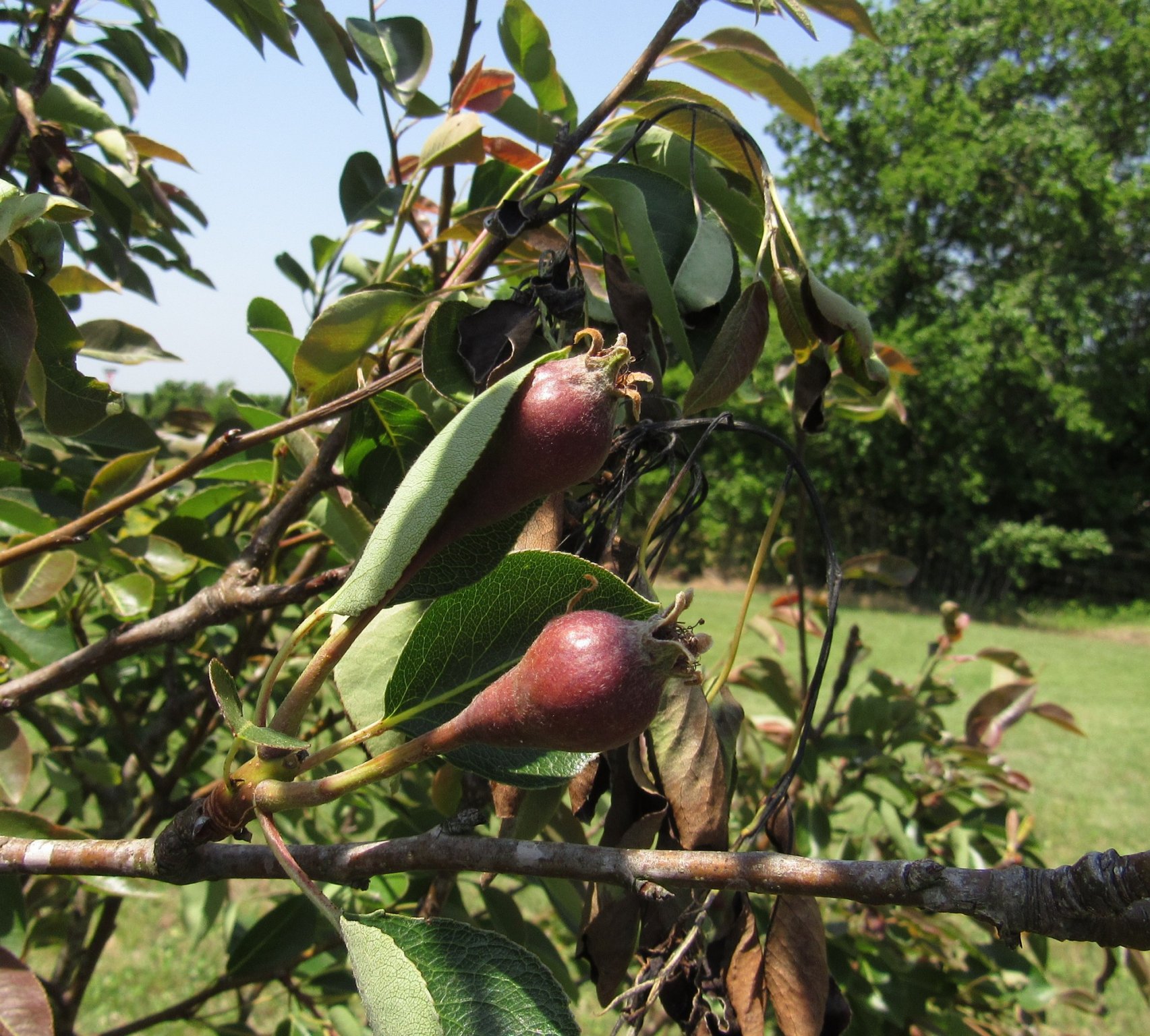 Baby Pears.jpg