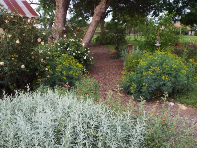 back path in bloom.jpg