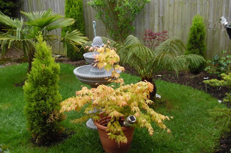 backgarden2016.jpg