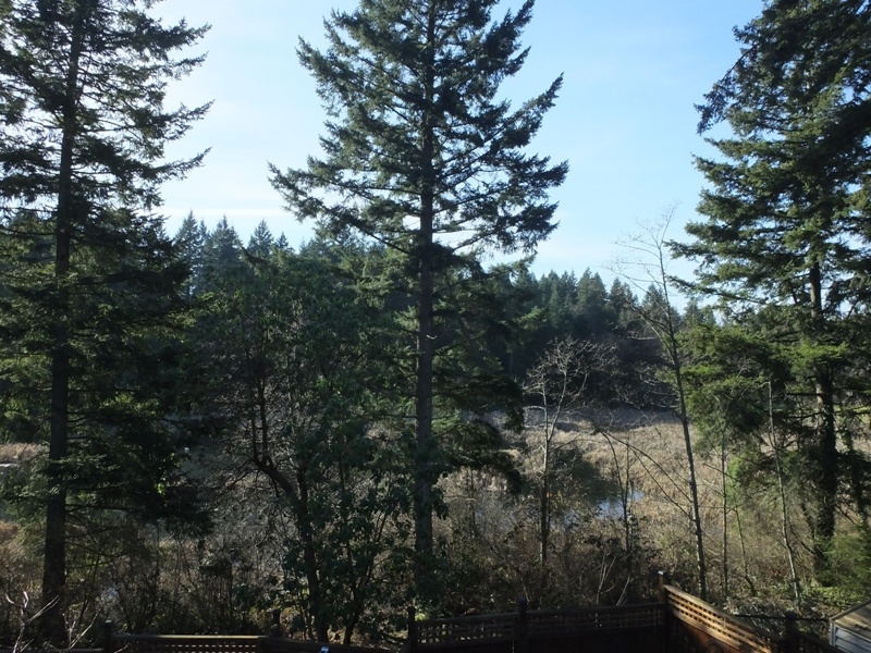Backyard.JPG