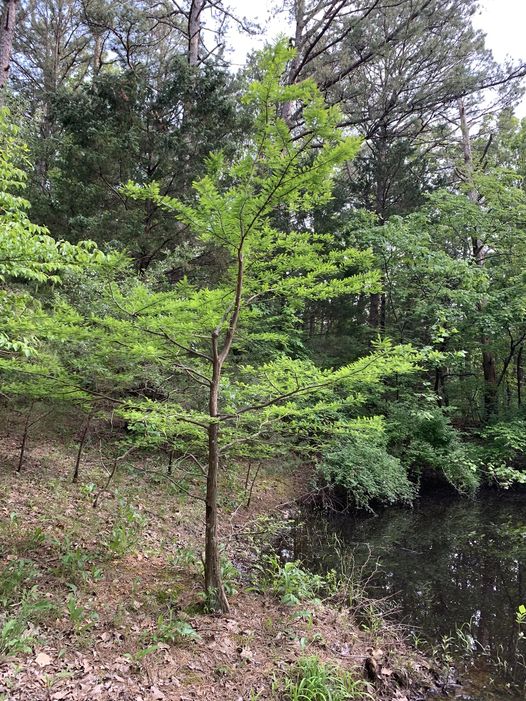 bald cypress at my pond 2023.jpg